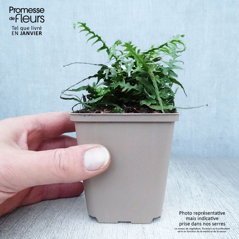 Example of Asplenium x ebenoides - Drakenstaartvaren Kweekpotje van 8/9 cm as you get in hiver