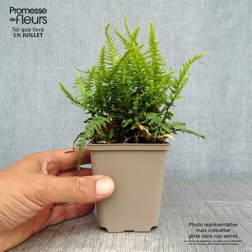 Exemplaar van Asplenium x ebenoides - Drakenstaartvaren Kweekpotje van 8/9 cm zoals geleverd in de zomer