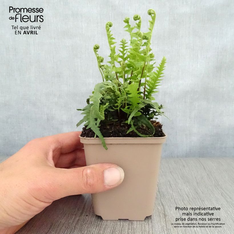 Exemplaar van Asplenium x ebenoides - Drakenstaartvaren Kweekpotje van 8/9 cm zoals geleverd in de lente