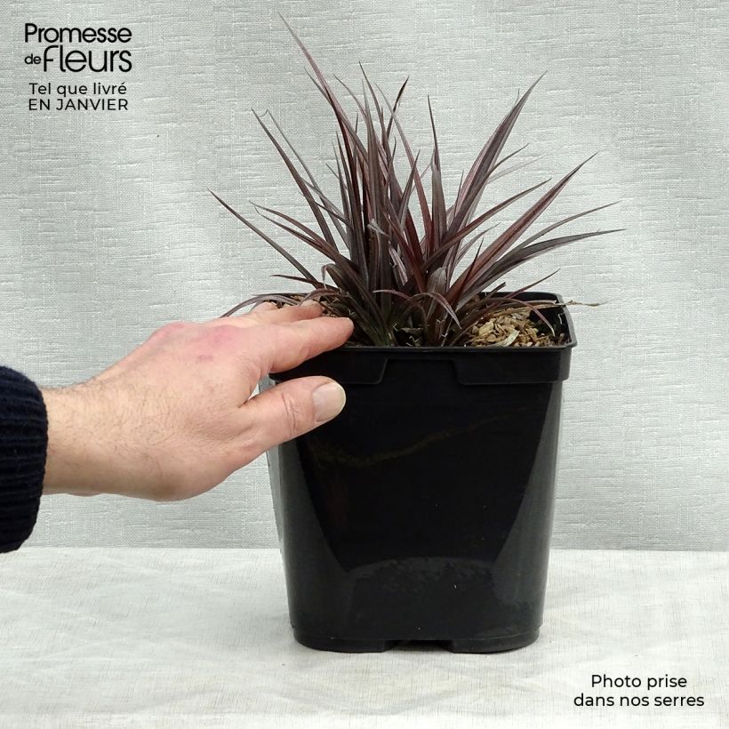 Example of Astelia Red Shadow Pot van 2 l/3 l as you get in hiver