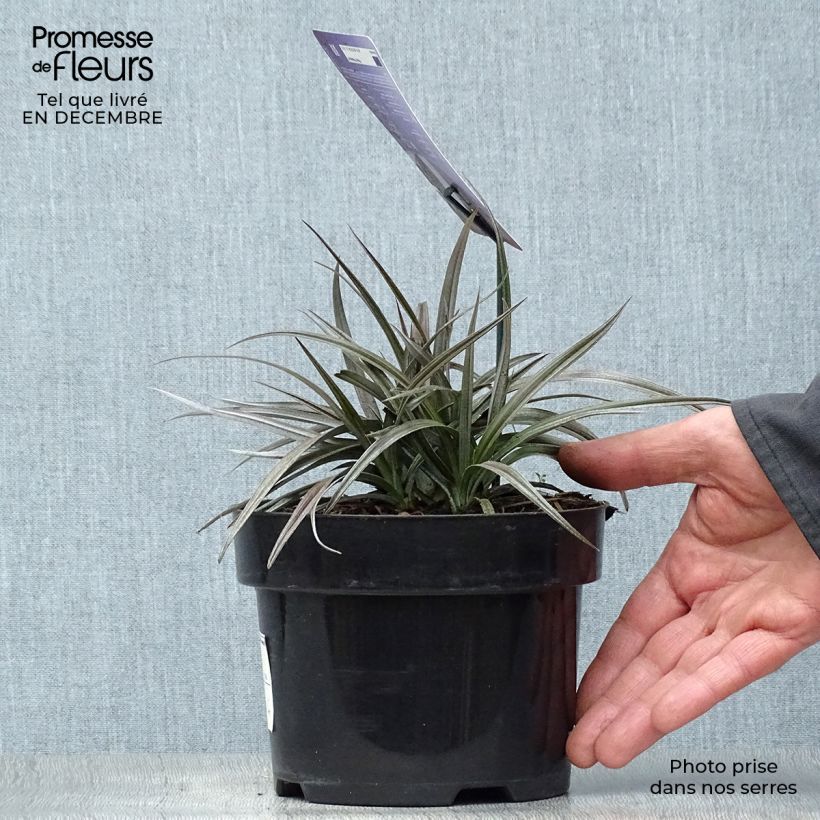 Example of Astelia Red devil Pot van 2 l/3 l as you get in hiver