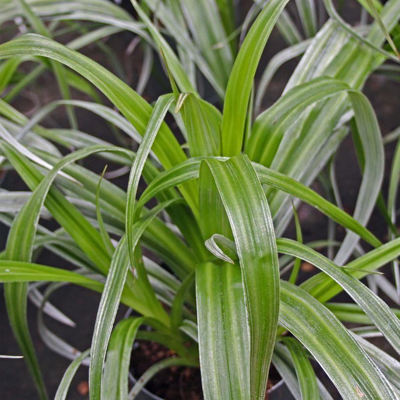 Astelia chathamica Silver Shadow (Foliage)