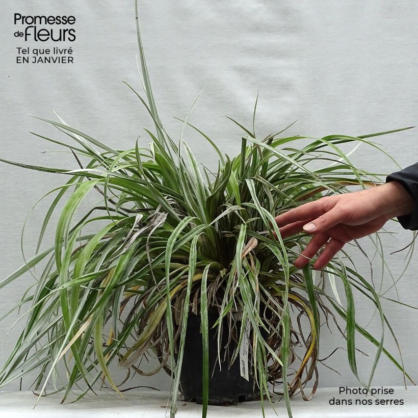 Example of Astelia chathamica Silver Shadow Pot van 2 l/3 l as you get in hiver