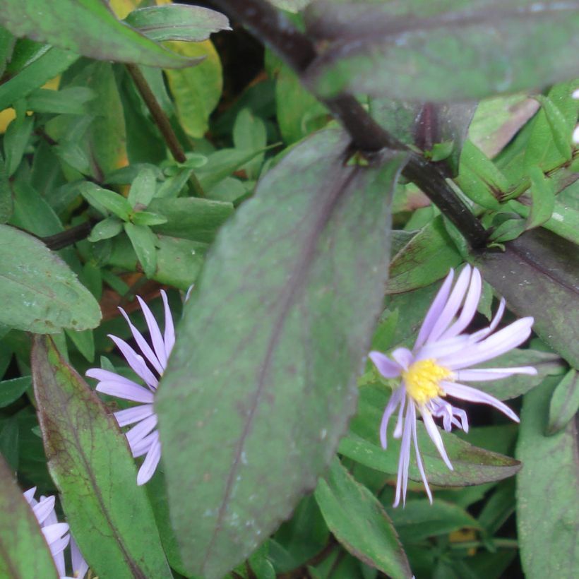 Aster laevis Calliope - Gladde aster (Foliage)