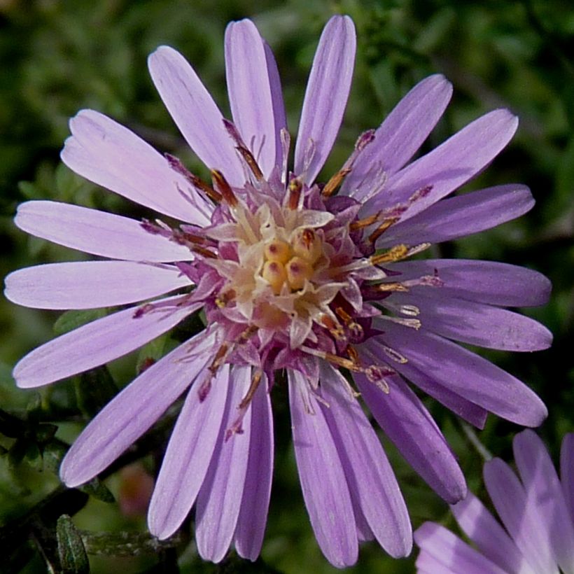 Aster lateriflorus Coombe Fishacre - Herfstaster (Bloei)