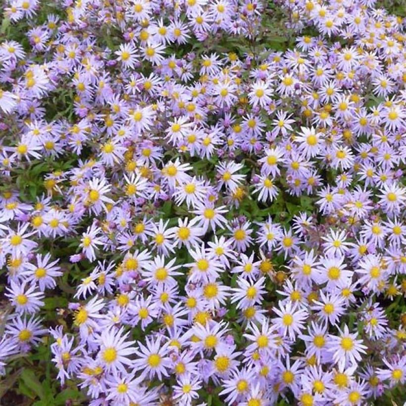 Aster ageratoides Eleven purple - Japanse dwergaster (Flowering)