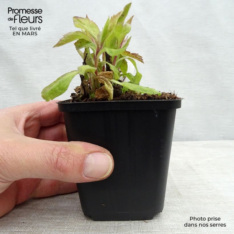 Exemplaar van Aster ageratoides Eleven purple - Japanse dwergaster Kweekpotje van 8/9 cm zoals geleverd in de lente