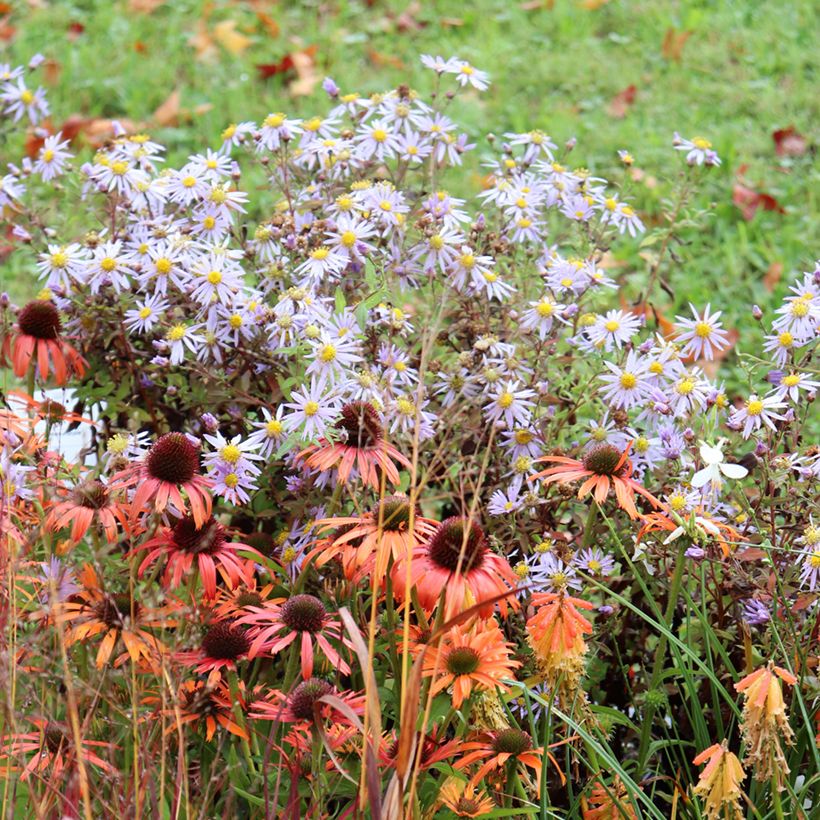 Aster ageratoides Eleven purple - Japanse dwergaster (Groeiplaats)