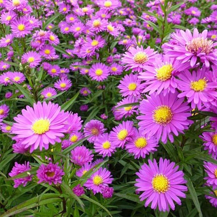 Aster Karmin Kuppel - Nieuw-Nederlandse aster (Flowering)