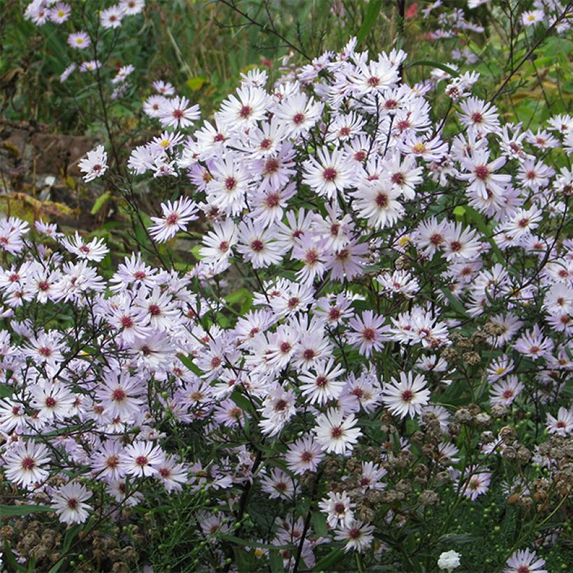 Aster  Le Vasterival - Septemberkruid (Flowering)