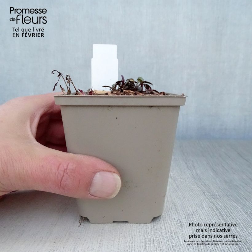 Example of Aster  Le Vasterival - Septemberkruid Kweekpotje van 8/9 cm as you get in hiver