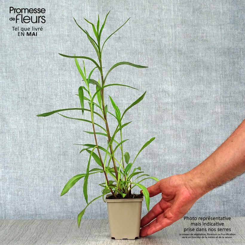 Exemplaar van Aster  Le Vasterival - Septemberkruid Kweekpotje van 8/9 cm zoals geleverd in de lente