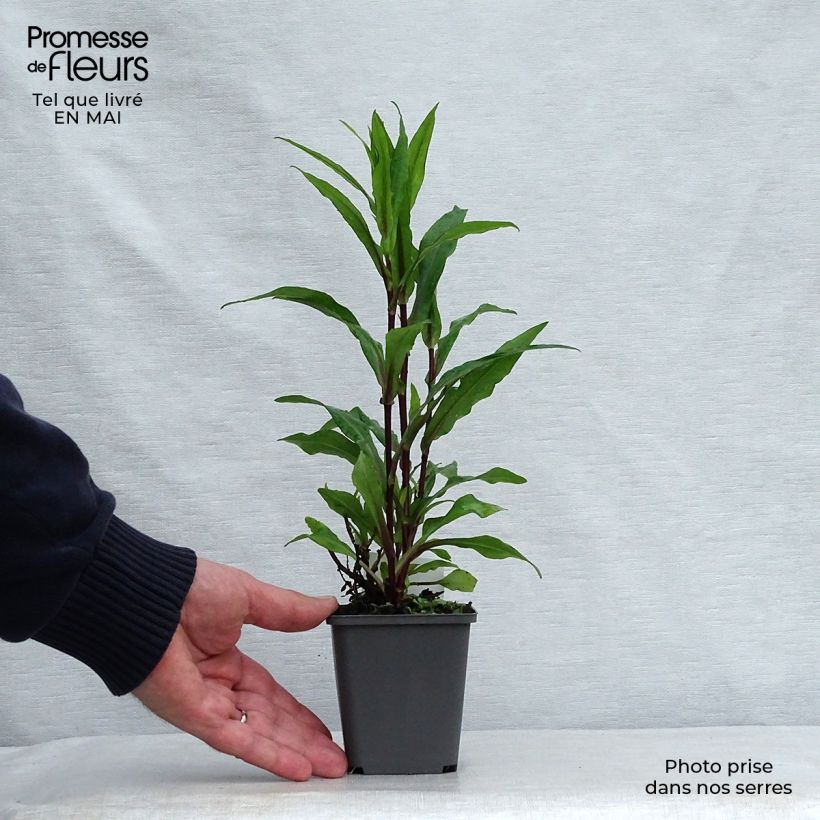 Exemplaar van Aster novi-belgii Fellowship - Nieuw-Nederlandse aster Kweekpotje van 8/9 cm zoals geleverd in de lente