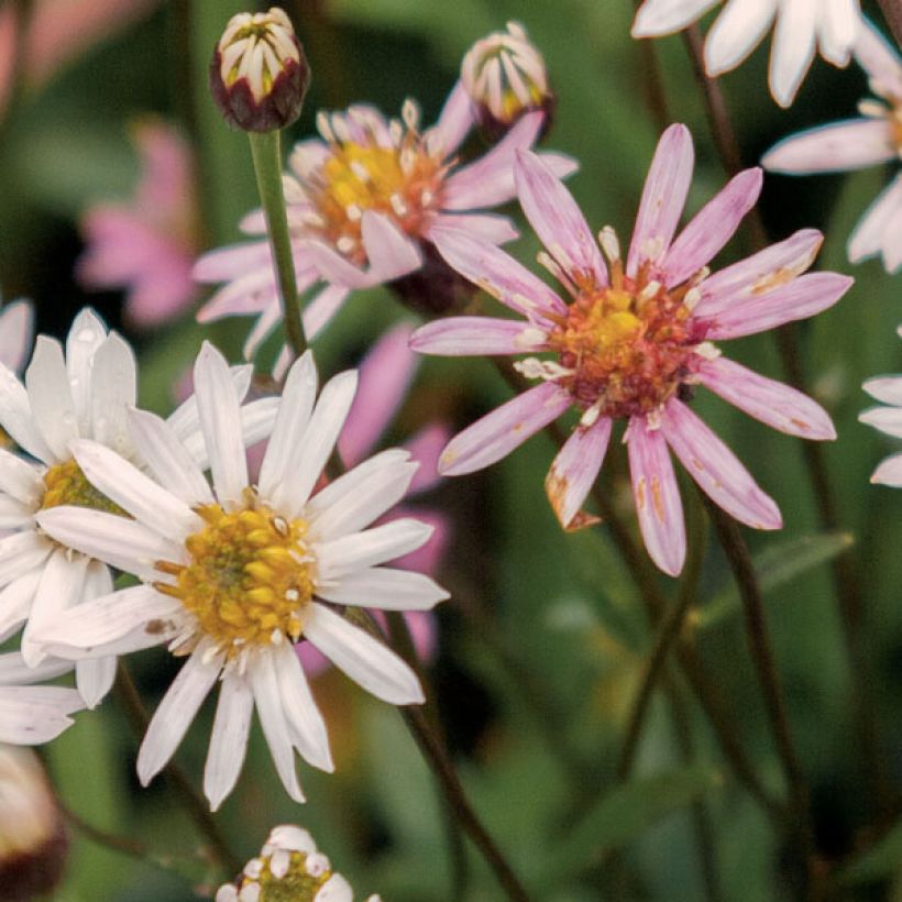 Aster rugulosus Asrugo - Herfstaster (Flowering)