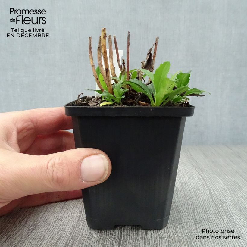 Example of Aster ageratoides Ashvi - Aster d'automne blanc Kweekpotje van 8/9 cm as you get in hiver