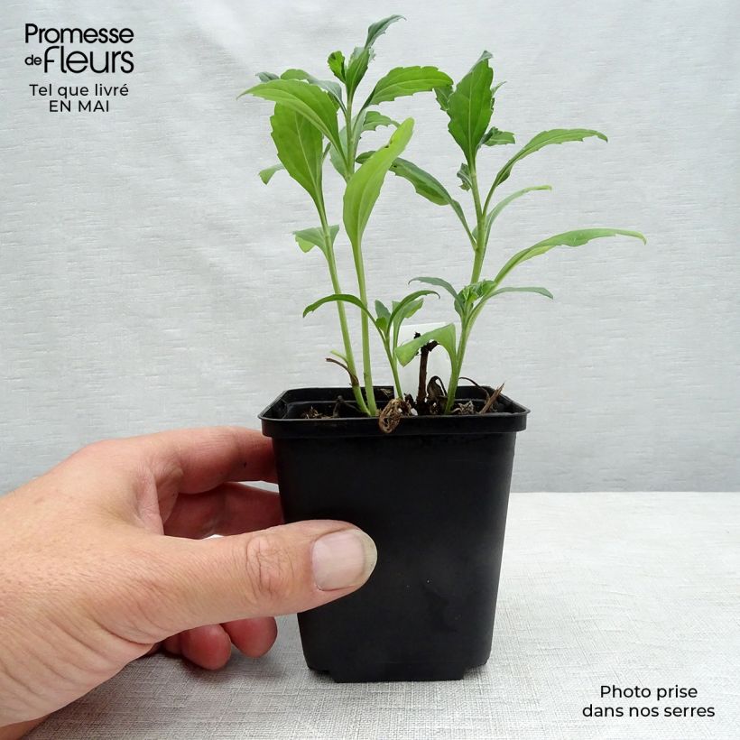 Exemplaar van Aster ageratoides Ashvi - Japanse dwergaster Kweekpotje van 8/9 cm zoals geleverd in de lente