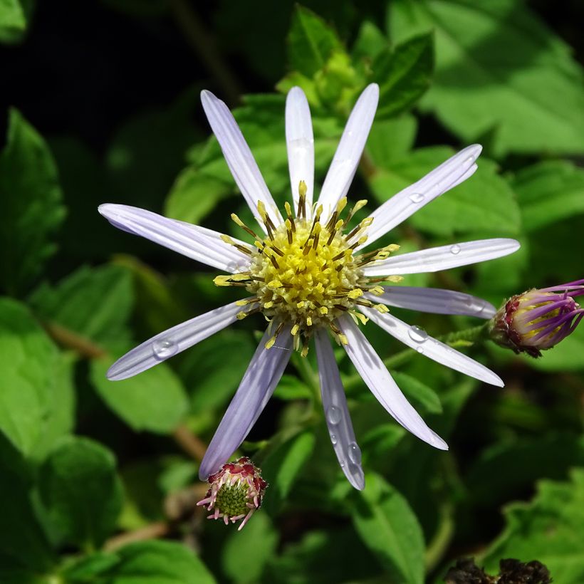 Aster ageratoides Asran - Japanse dwergaster (Flowering)
