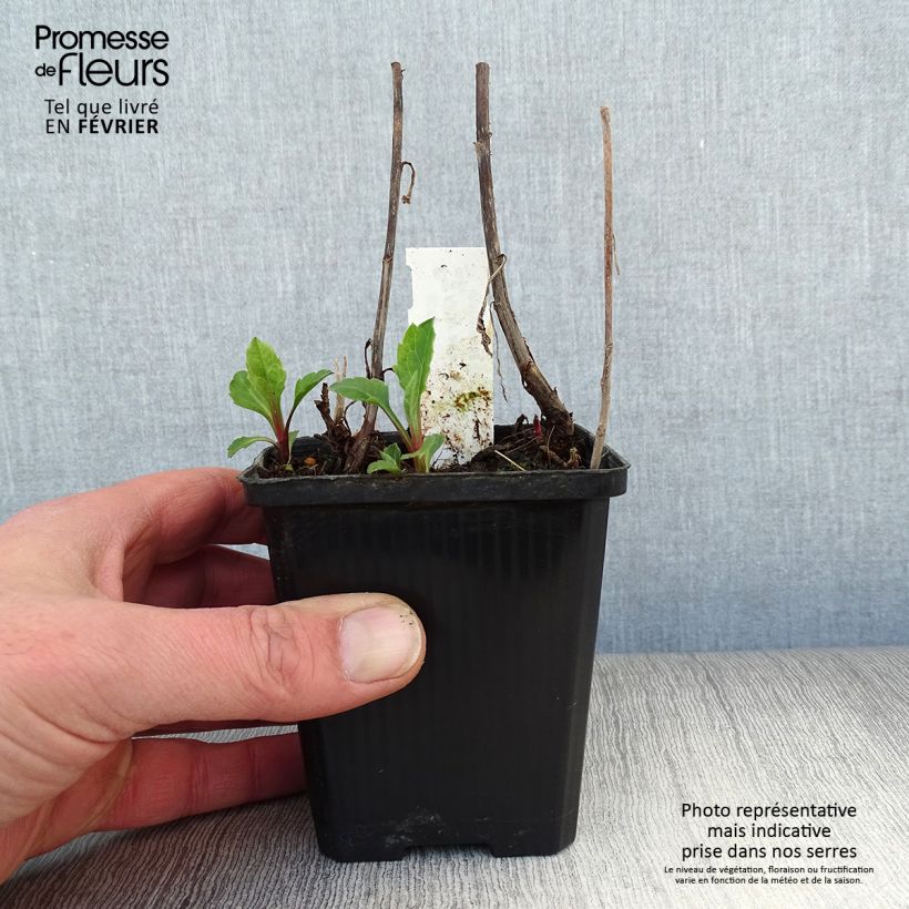 Example of Aster ageratoides Asran - Aster grand d'automne Kweekpotje van 8/9 cm as you get in hiver