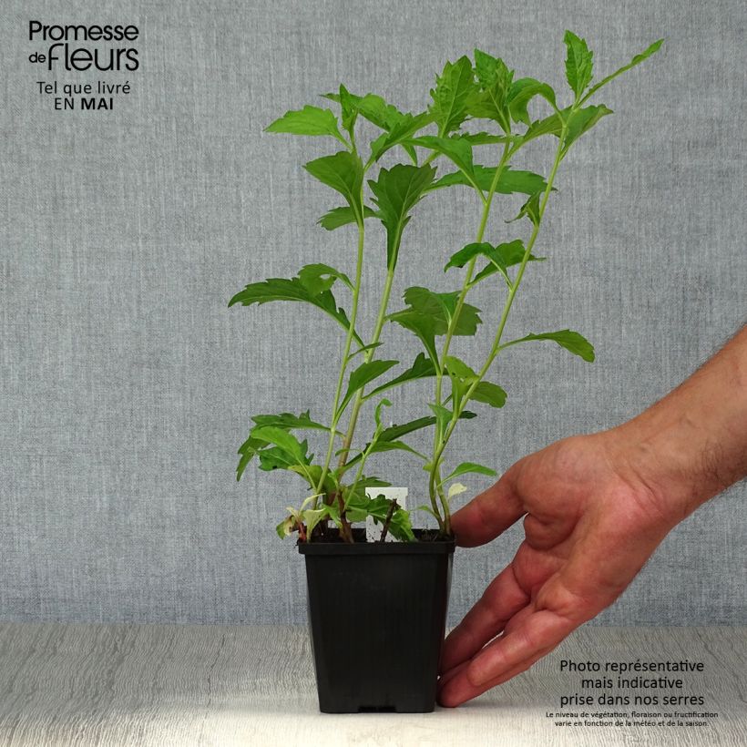 Exemplaar van Aster ageratoides Asran - Japanse dwergaster Kweekpotje van 8/9 cm zoals geleverd in de lente