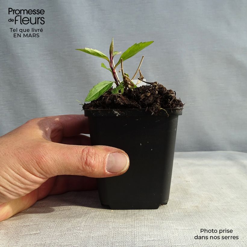 Example of Aster ageratoides Ezo Murasaki - Japanse dwergaster Kweekpotje van 8/9 cm as you get in hiver