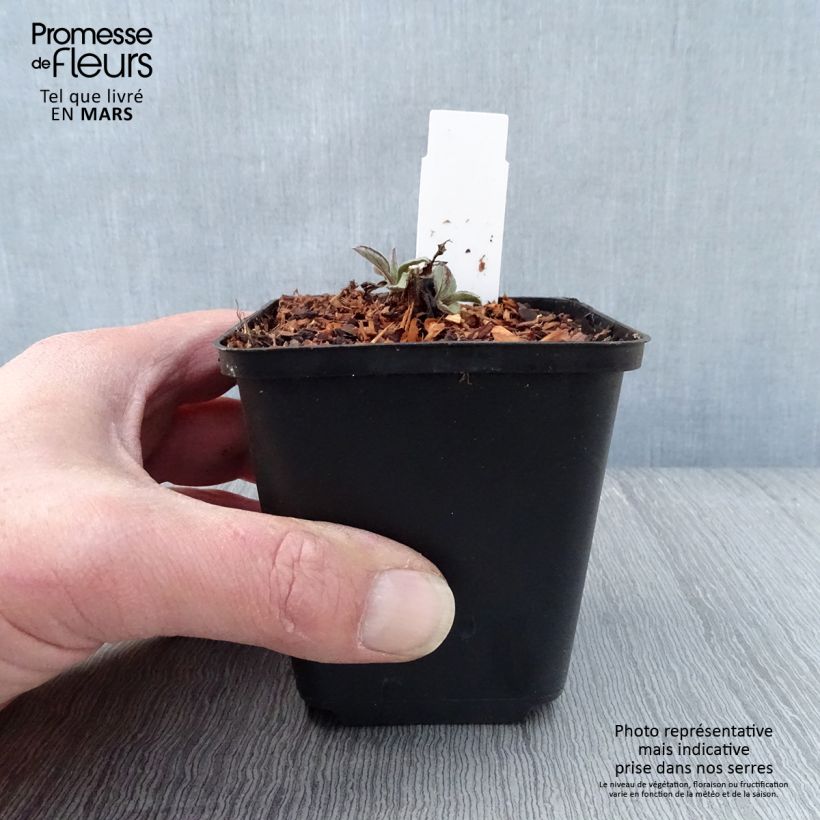 Exemplaar van Aster ageratoides Harry Schmidt - Japanse dwergaster Kweekpotje van 8/9 cm zoals geleverd in de lente