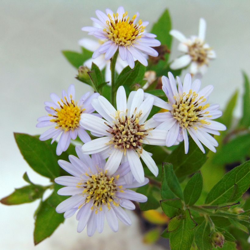 Aster Stardust - Japanse dwergaster (Flowering)