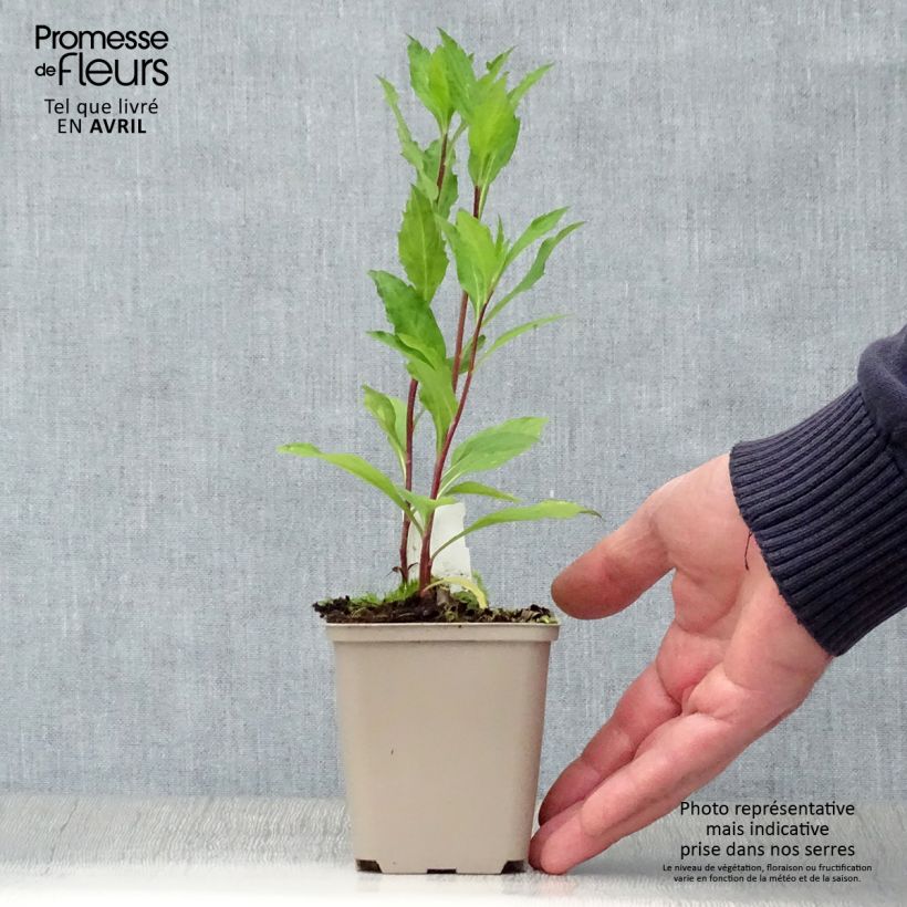 Exemplaar van Aster Stardust - Japanse dwergaster Kweekpotje van 8/9 cm zoals geleverd in de lente