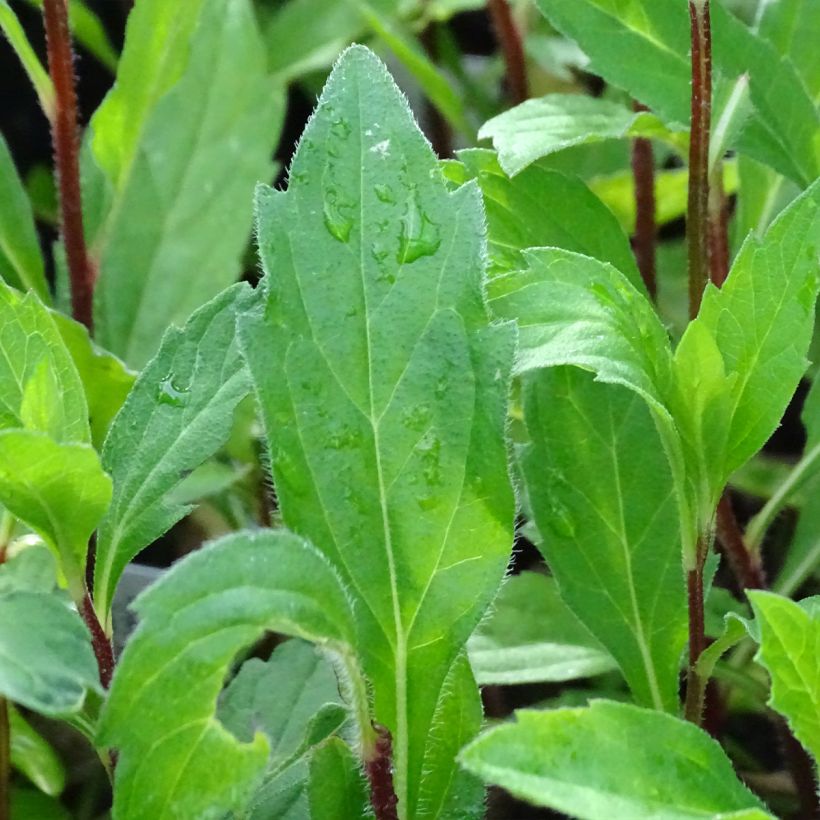 Aster Stardust - Japanse dwergaster (Foliage)