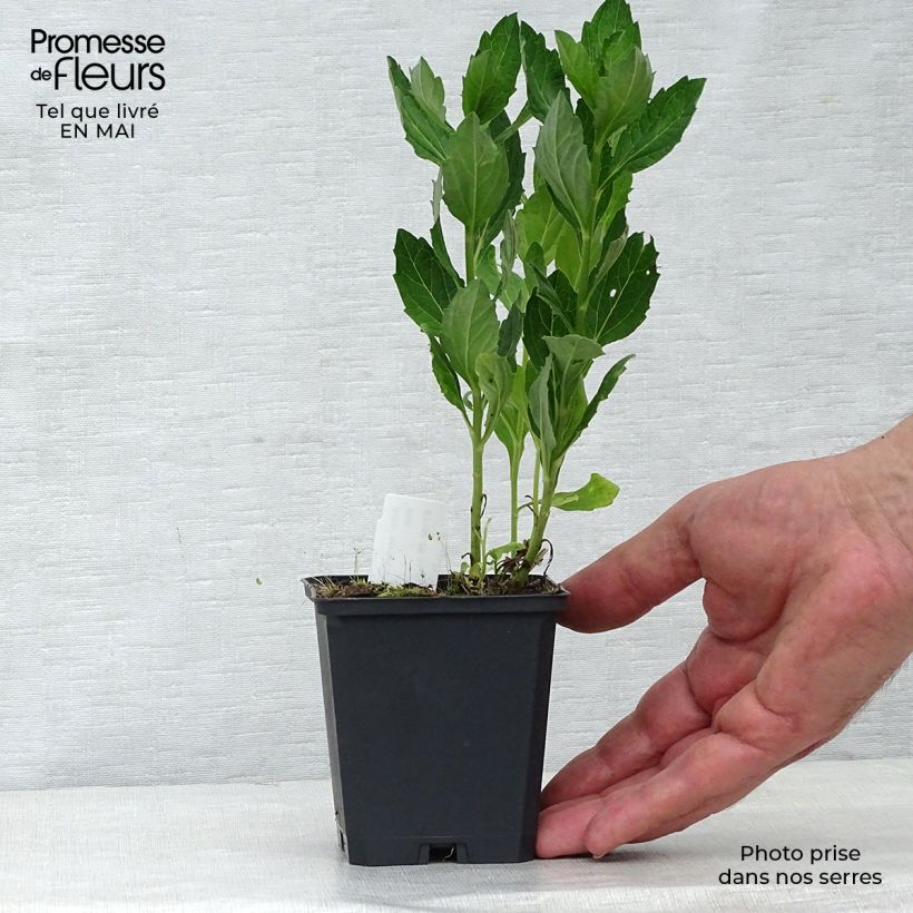 Exemplaar van Japanse dwergaster Starshine Kweekpotje van 8/9 cm zoals geleverd in de lente