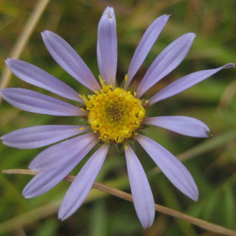 Aster alpigenus var. andersonii - Alpenaster (Bloei)