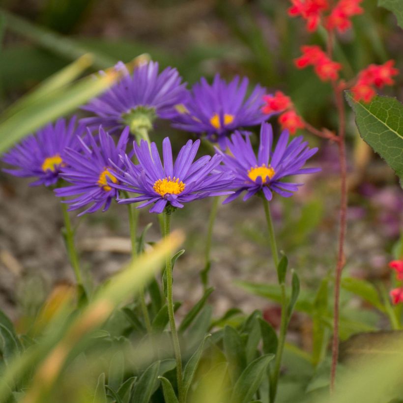 Aster alpinus Blue Beauty - Alpenaster (Plant habit)