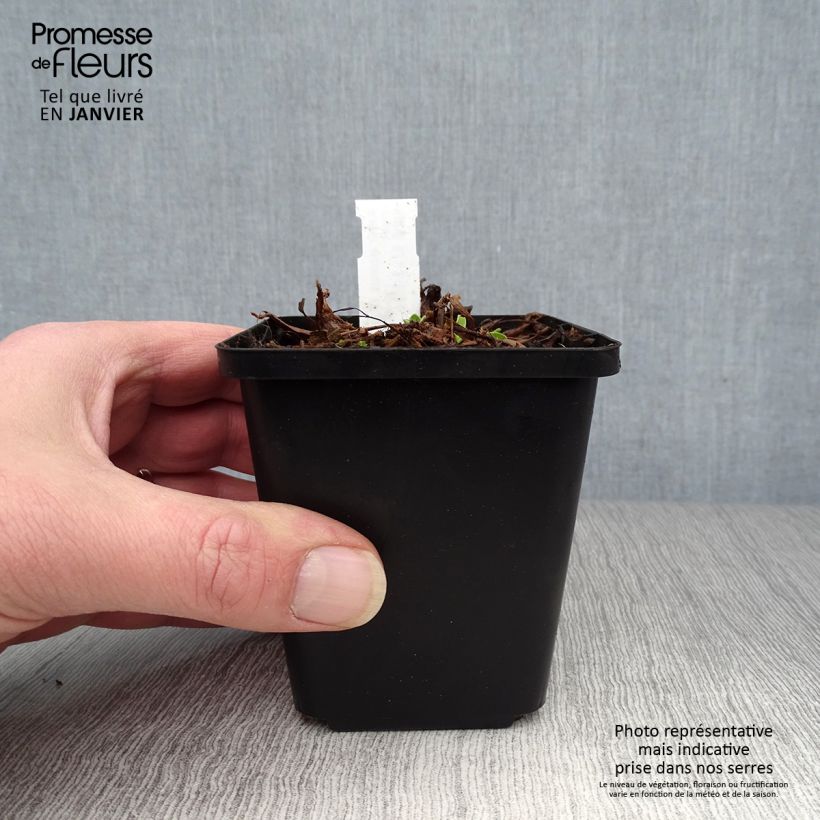 Example of Aster alpinus Blue Beauty - Alpenaster Kweekpotje van 8/9 cm as you get in hiver