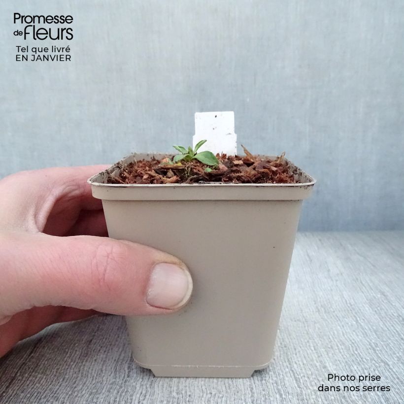 Example of Aster alpinus Dunkle Schöne - Alpenaster Kweekpotje van 8/9 cm as you get in hiver