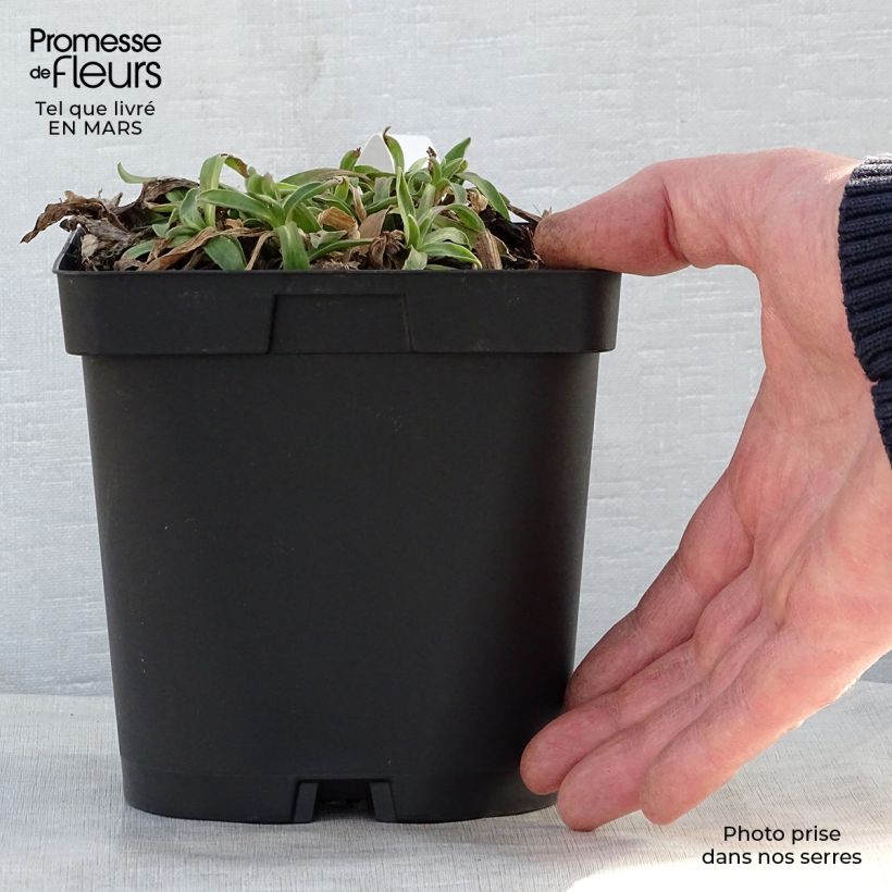 Exemplaar van Aster alpinus Dunkle Schöne - Alpenaster Pot van 2 l/3 l zoals geleverd in de lente