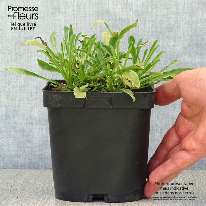Exemplaar van Aster alpinus Dunkle Schöne - Alpenaster Pot van 2 l/3 l zoals geleverd in de zomer
