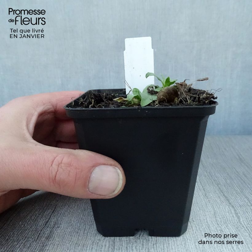 Example of Aster alpinus Goliath - Aster des Alpes Kweekpotje van 8/9 cm as you get in hiver