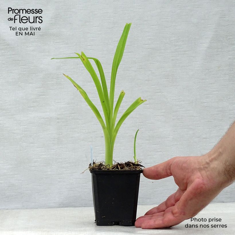 Exemplaar van Aster alpinus Goliath - Alpenaster Kweekpotje van 8/9 cm zoals geleverd in de lente