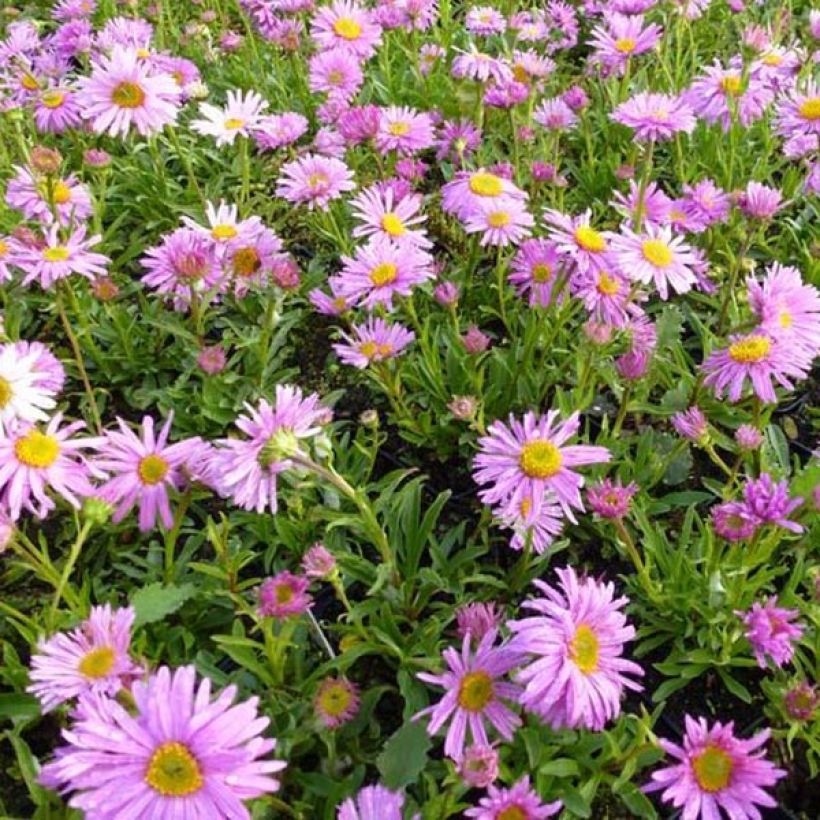 Aster alpinus Happy End - Alpenaster (Plant habit)