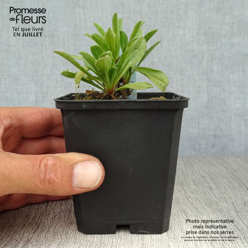 Exemplaar van Aster alpinus Happy End - Alpenaster Kweekpotje van 8/9 cm zoals geleverd in de zomer