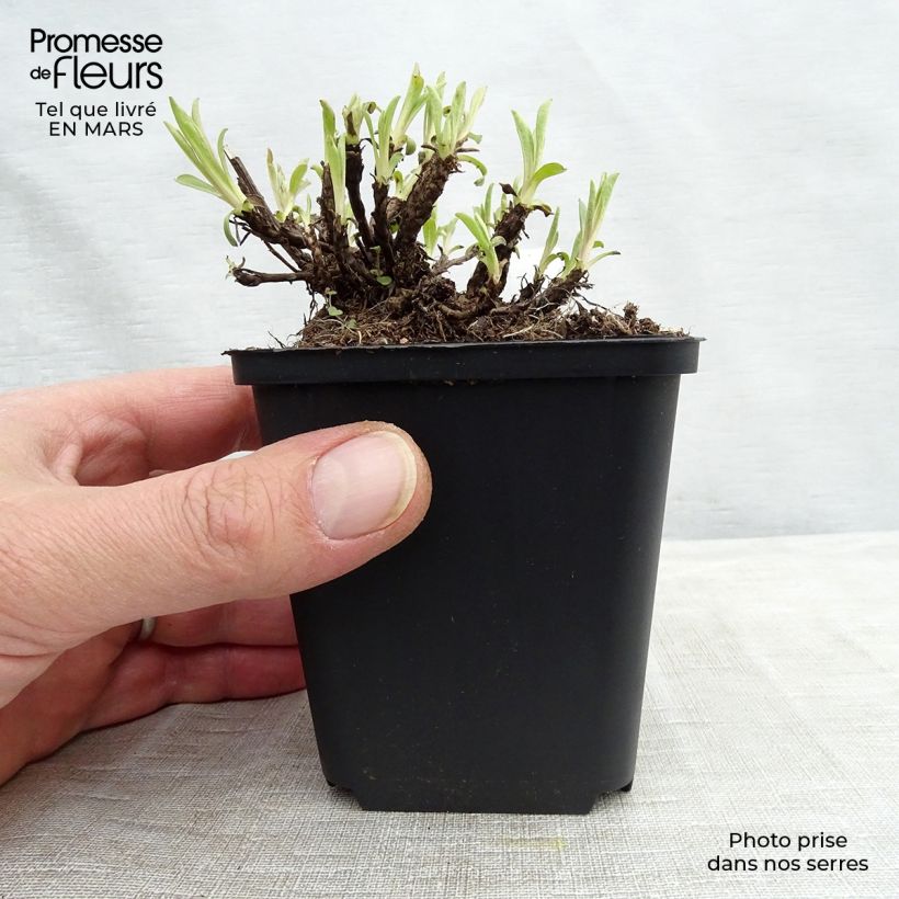 Exemplaar van Aster alpinus Happy End - Alpenaster Kweekpotje van 8/9 cm zoals geleverd in de lente