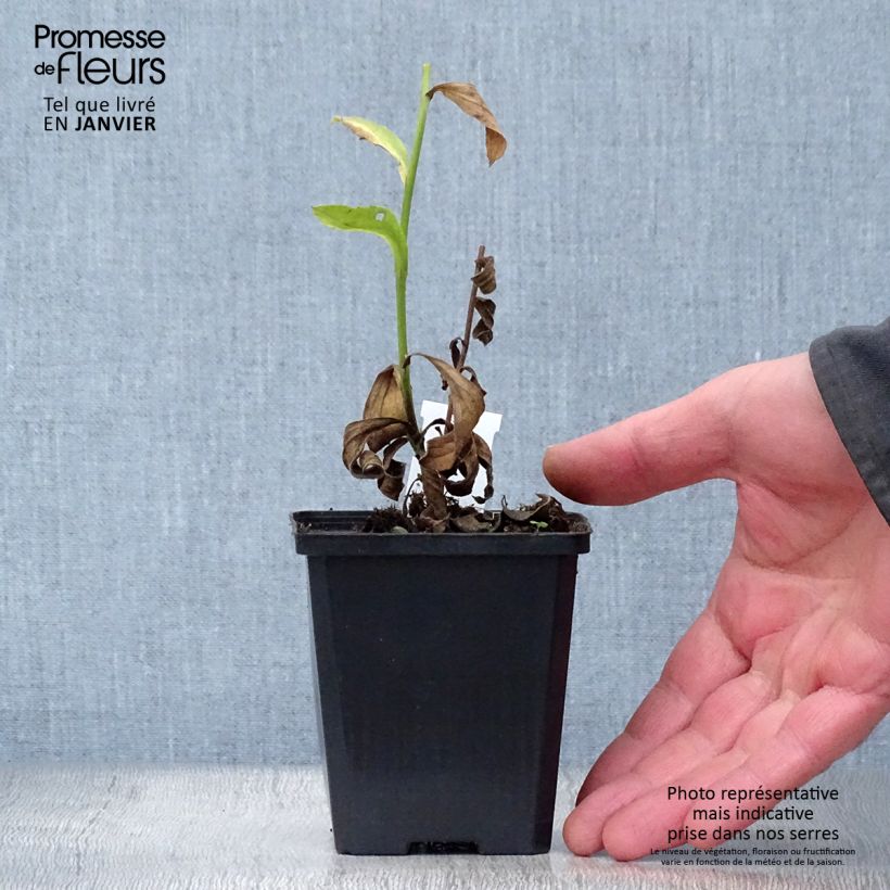 Example of Aster amellus Blue King - Oeil du Christ Kweekpotje van 8/9 cm as you get in hiver