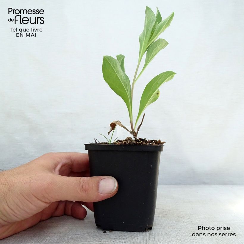 Exemplaar van Aster amellus Blue King - Bergaster Kweekpotje van 8/9 cm zoals geleverd in de lente