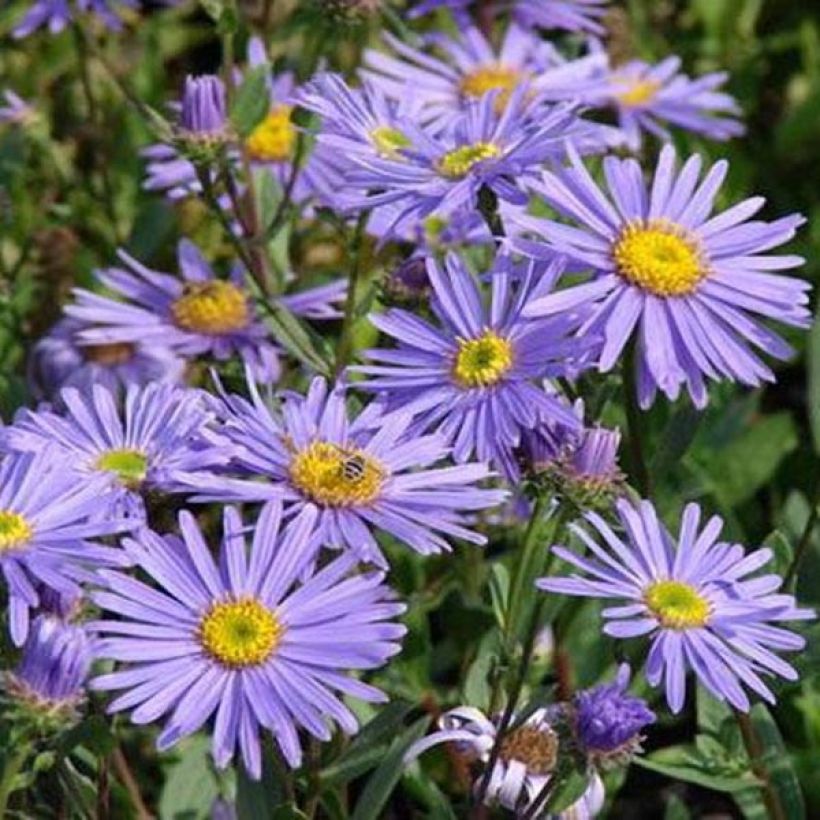 Aster amellus Dr Otto Petschek - Bergaster (Flowering)