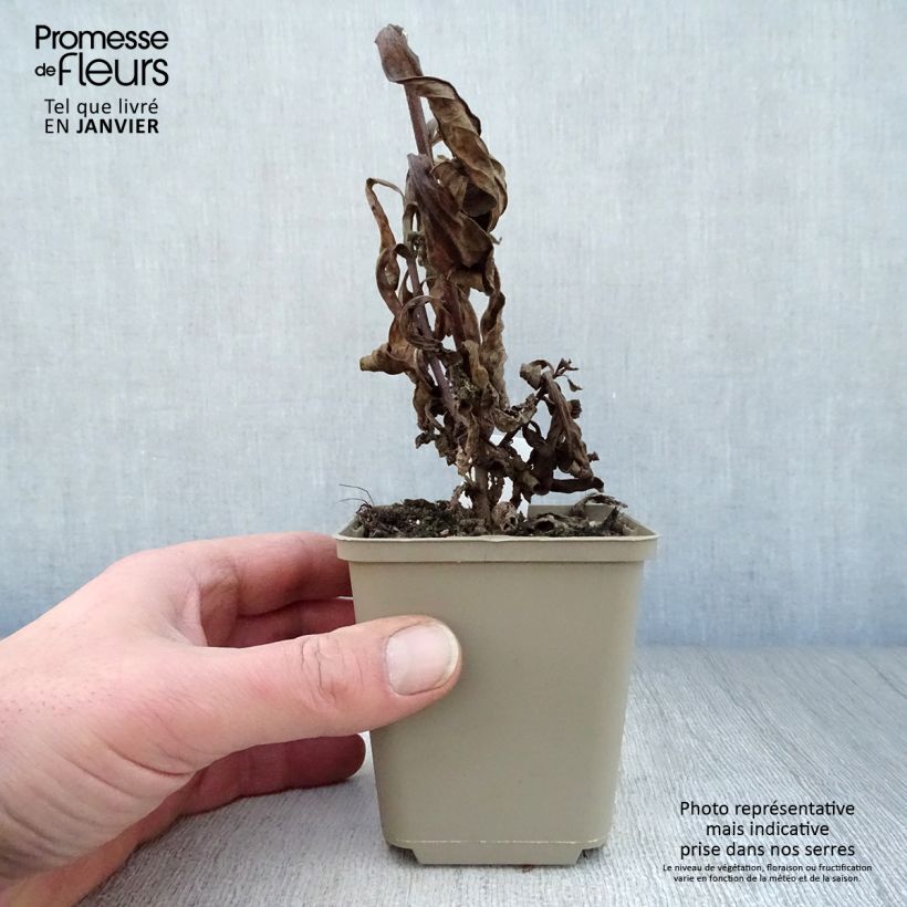 Example of Aster amellus King George - Bergaster Kweekpotje van 8/9 cm as you get in hiver