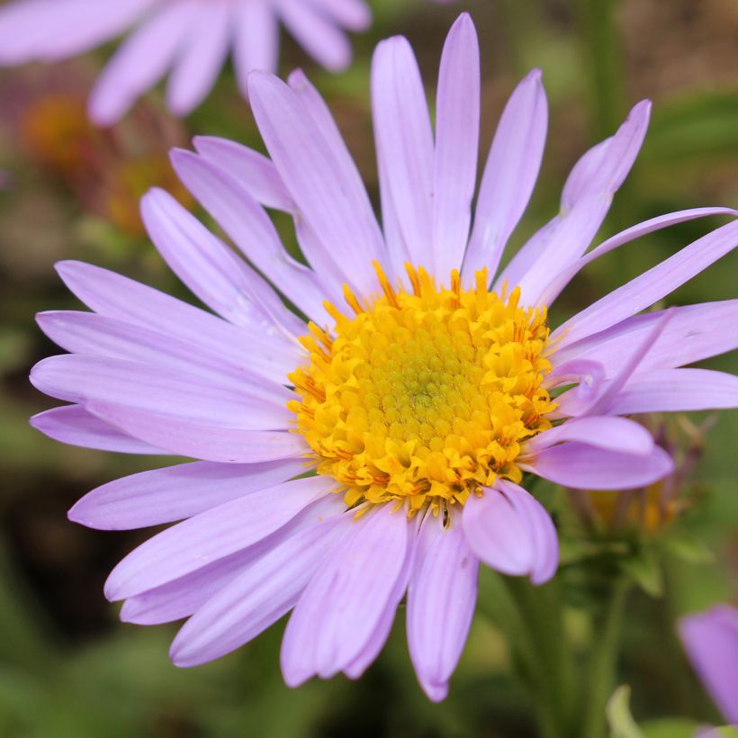 Aster amellus Peach Blossom - Bergaster (Bloei)