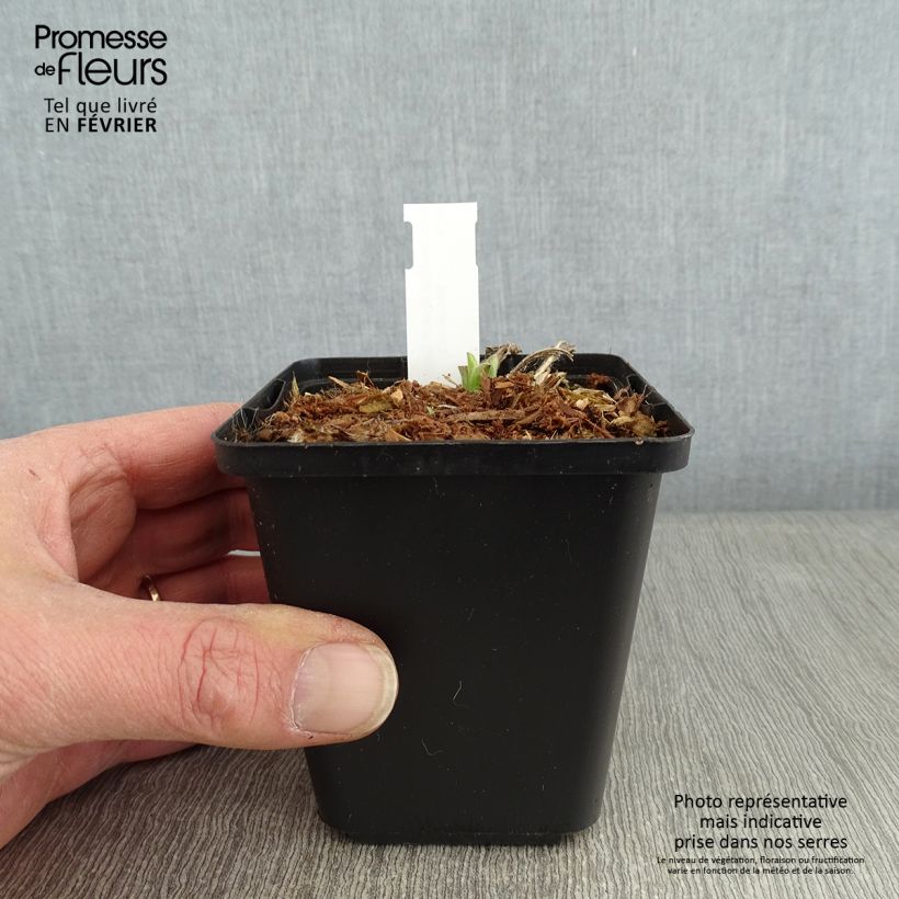 Example of Aster amellus Rudolf Goethe - Bergaster Kweekpotje van 8/9 cm as you get in hiver