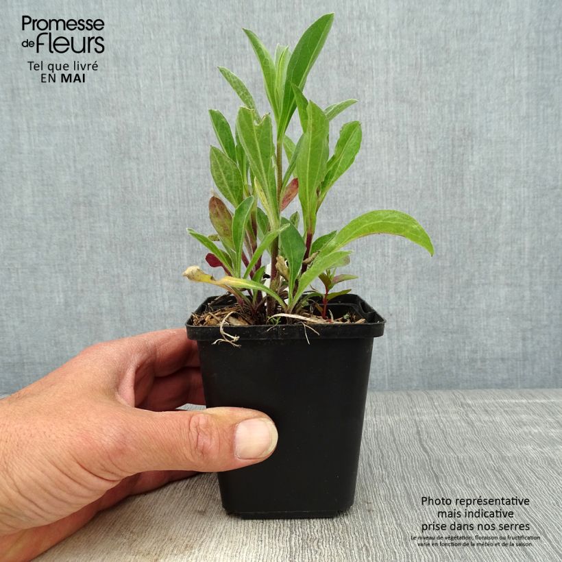 Exemplaar van Aster amellus Rudolf Goethe - Bergaster Kweekpotje van 8/9 cm zoals geleverd in de lente