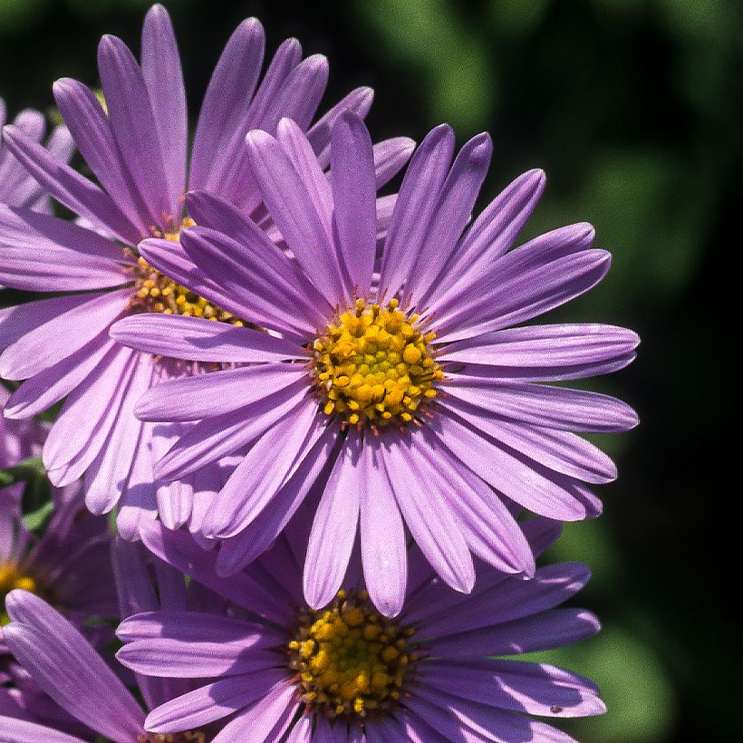 Aster amellus Rudolf Goethe - Bergaster (Flowering)
