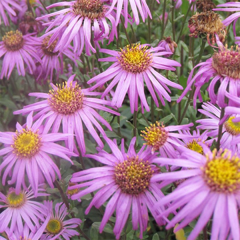 Aster amellus Sonia - Bergaster (Flowering)