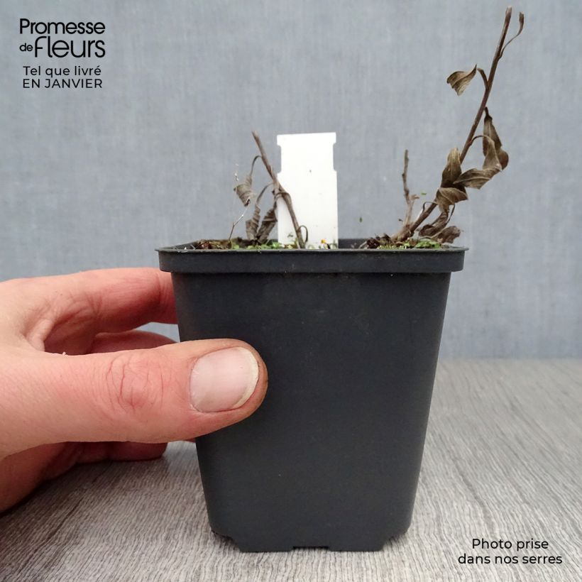 Example of Aster amellus Veilchenkönigin Violet Queen - Aster d'automne Kweekpotje van 8/9 cm as you get in hiver